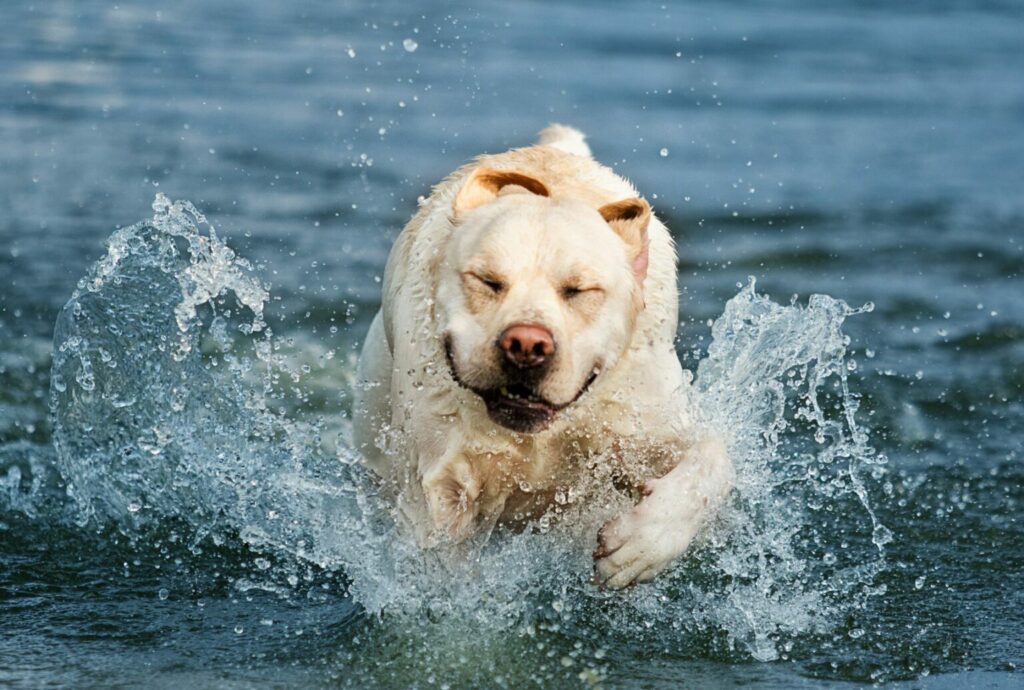 Labrador vo vode Labrador vo vode
