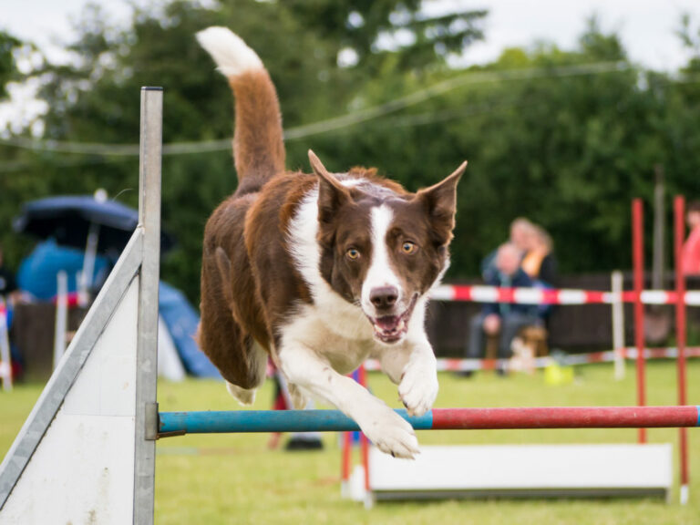 border-collie-agility-1024×768