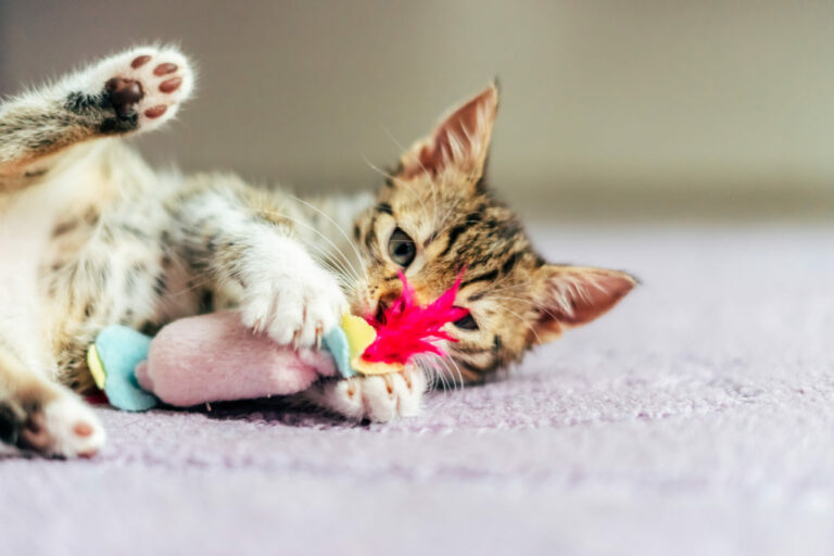 mačka s hračkou