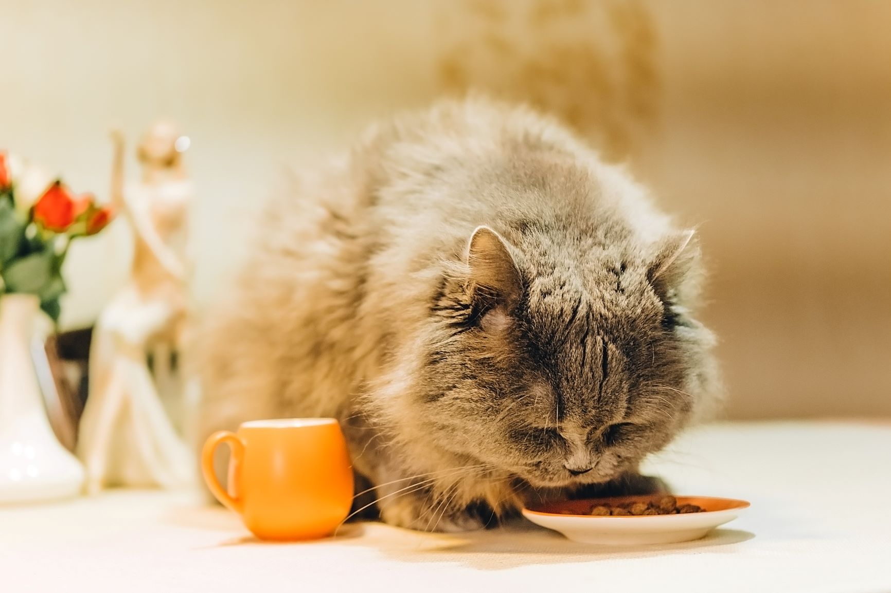 tučná mačka konzumuje diétne jedlo