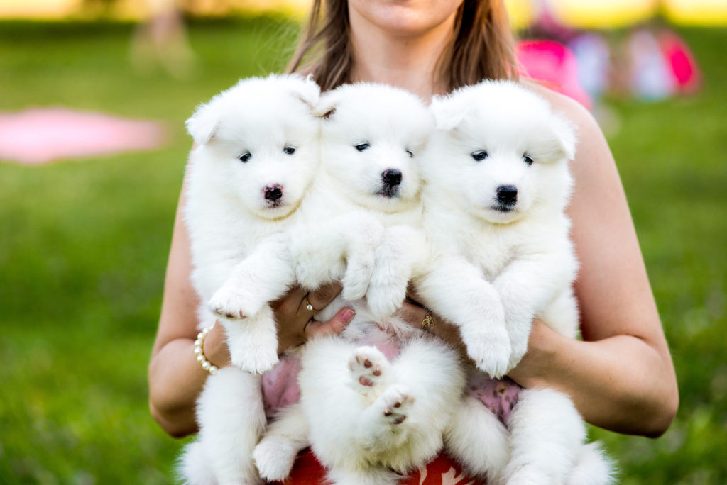 Samoyed šteniatka