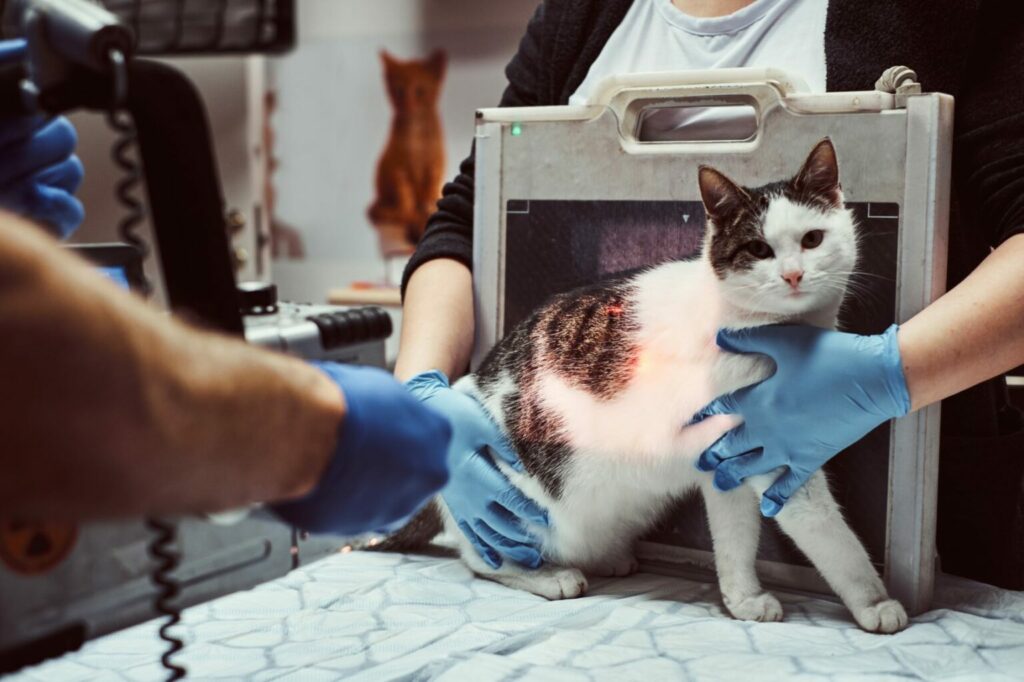 Röntgen u mačky