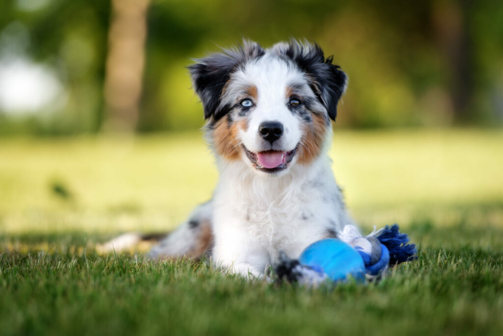 australian shepherd Šteniatko