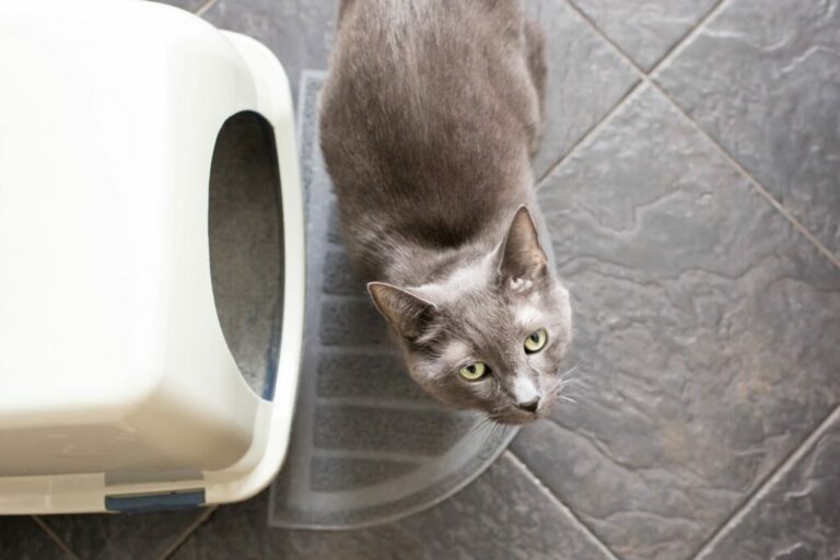 mačka pred toaletou