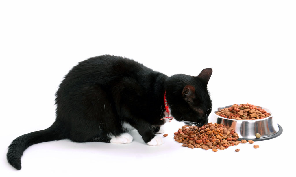 Suché krmivo a mačka