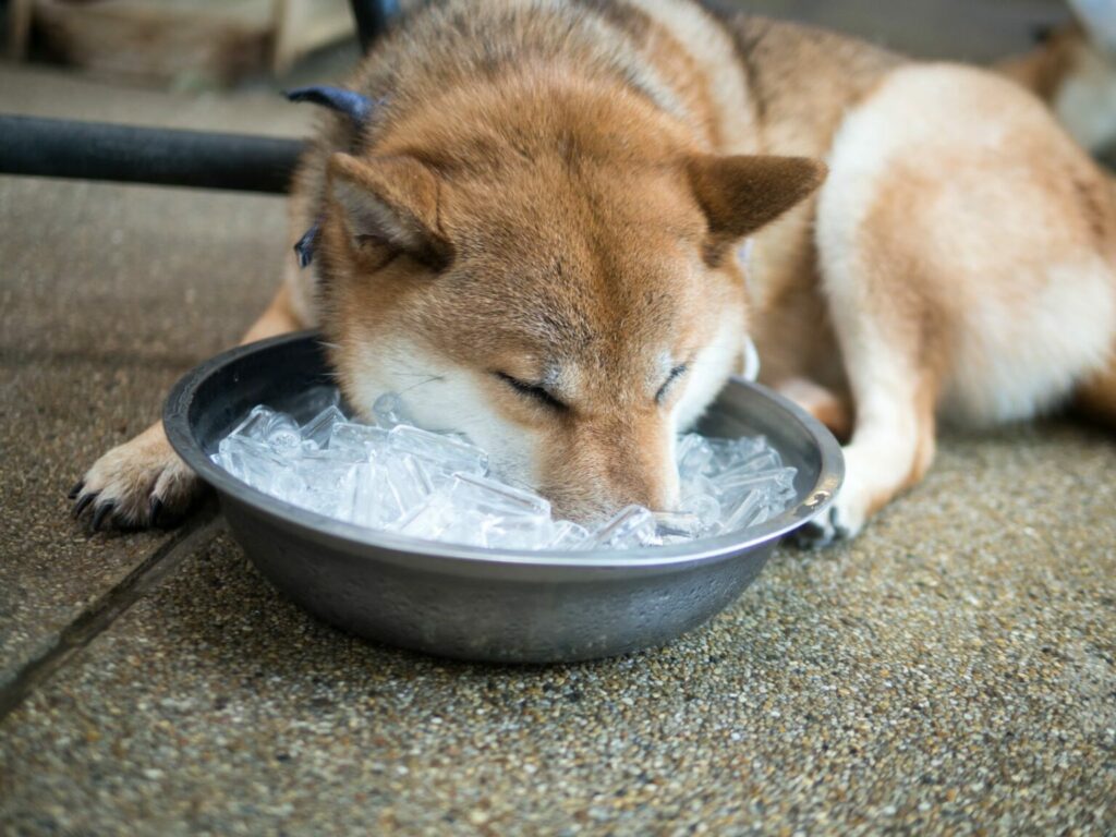 pes s miskou na ľad