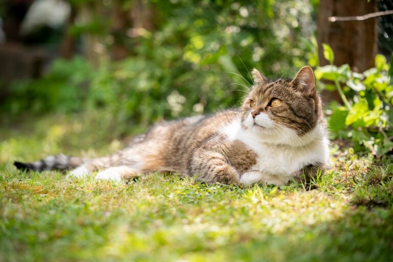 mačka leží v tráve v lete