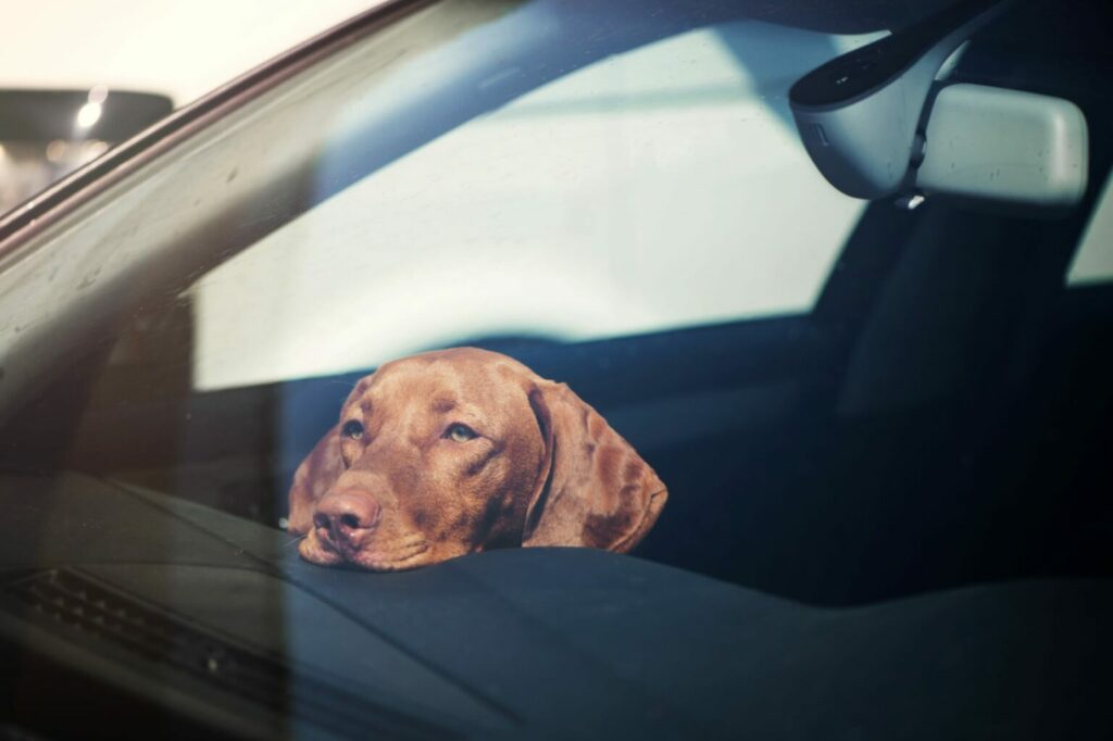pes v aute