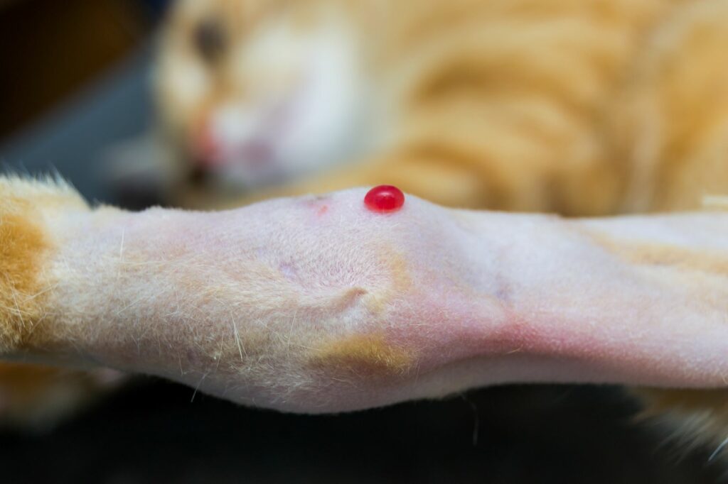 Punkcia kĺbu u mačky