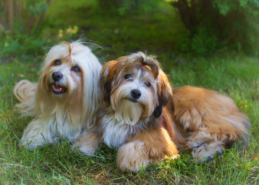 dvaja havanské psy v záhrade
