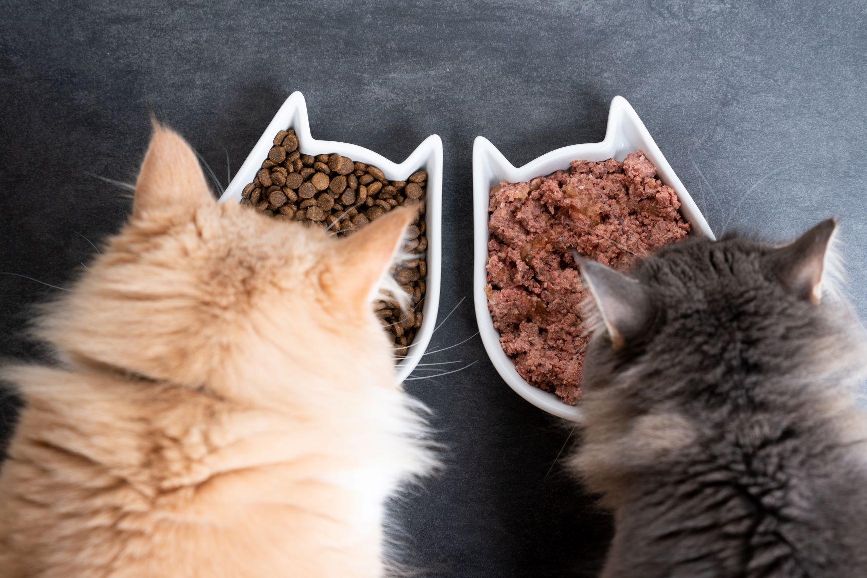 misky na jedlo pre mačky