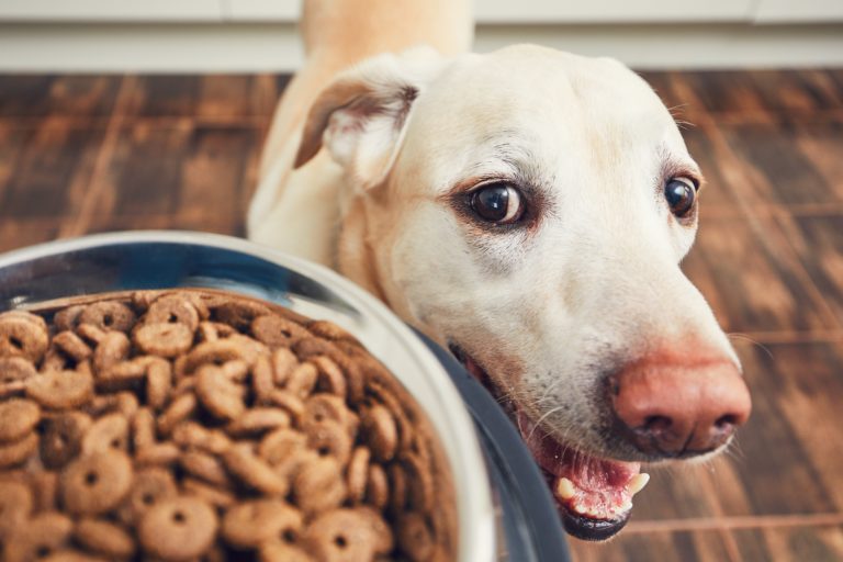 Krmivo pre psov s vysokým obsahom mäsa | magazín zoohit