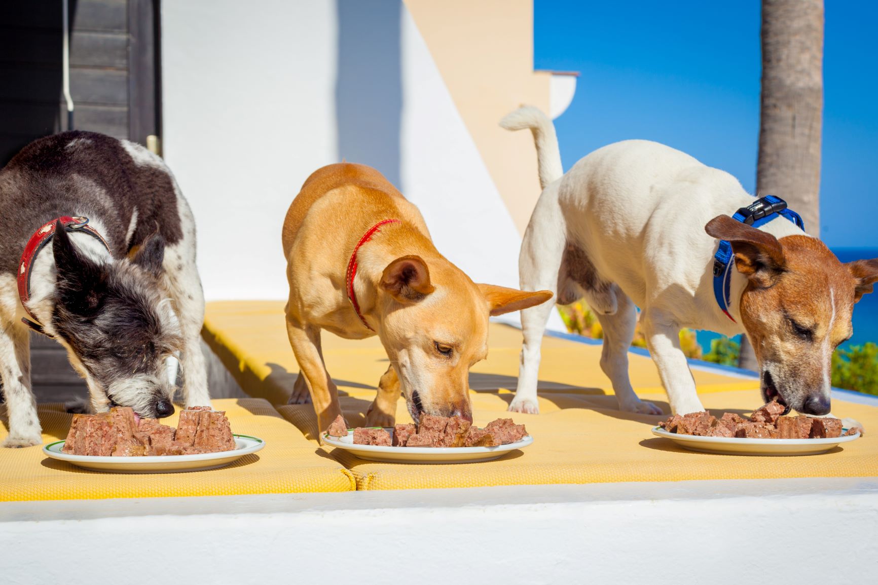 psy jedia mokré krmivo