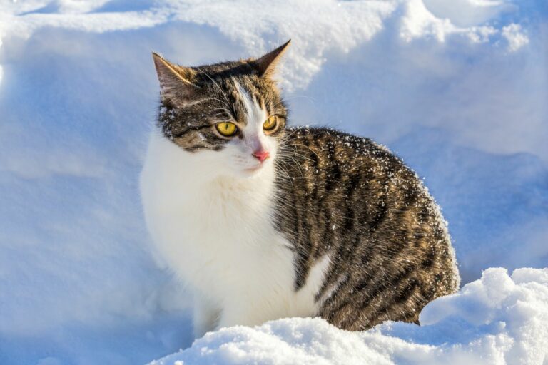 mačka v snehu