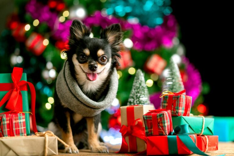 Pes s darčekmi pod vianočný stromček