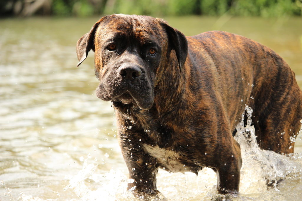 Cane Corso