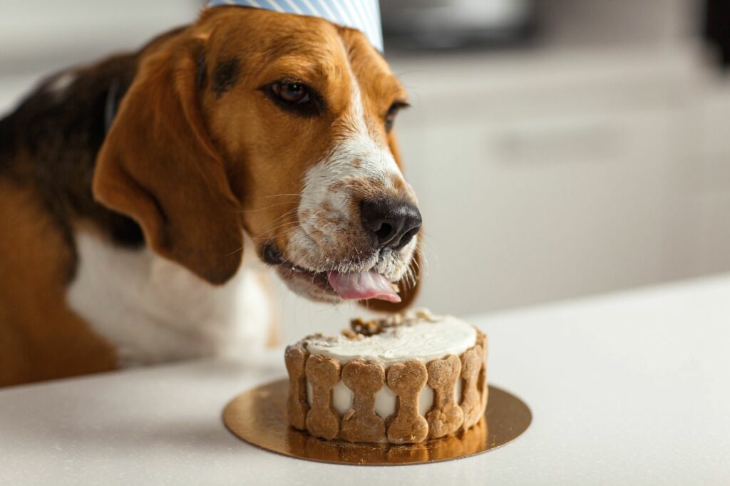 pes žerie koláč
