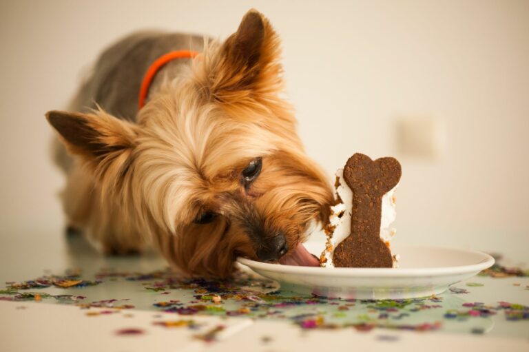 pes žerie koláč