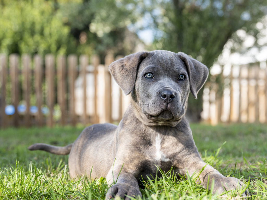 cane corso blue šteniatko