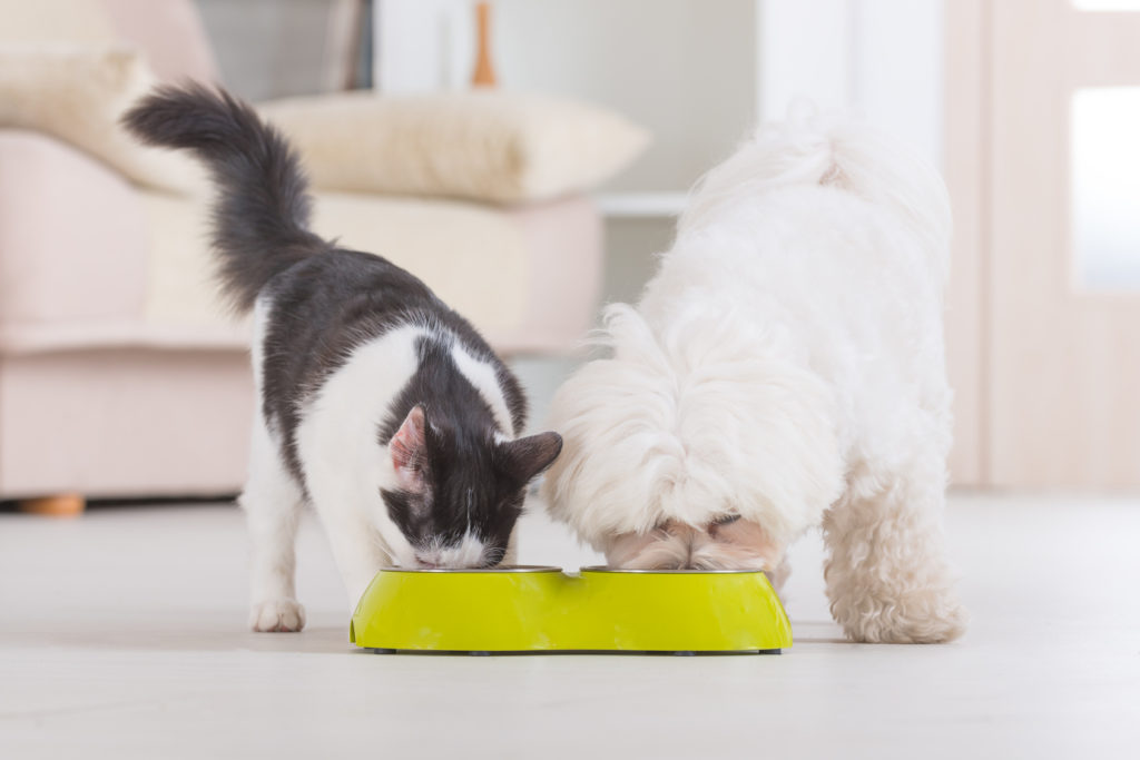 mačka a pes jedia z tej istej misky