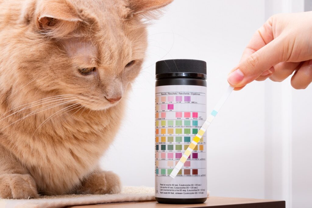 Zvedavá mačka pri pohľade na svojho majiteľa pri odbere vzorky moču
