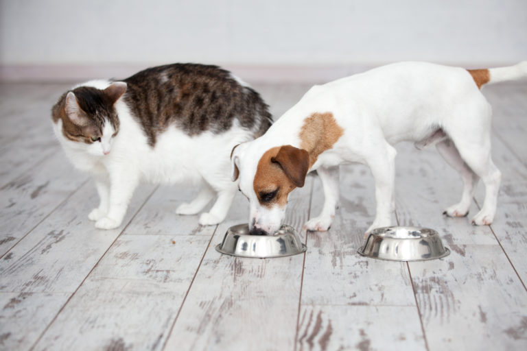 pes a mačka s krmivem