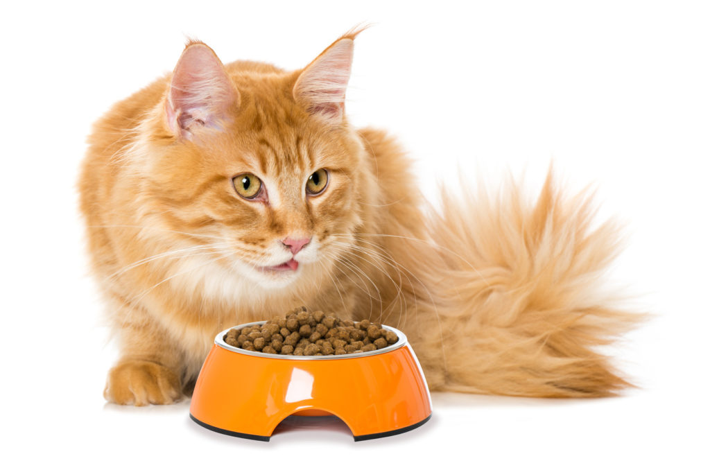 mačka s miskou krmiva