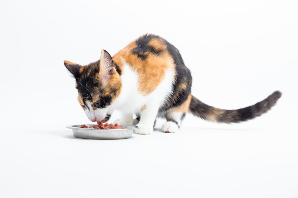 mačka žerie z misky