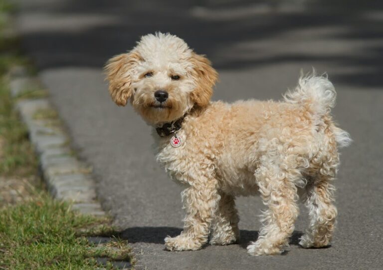 Hnedý cavapoo pes stojí na ceste