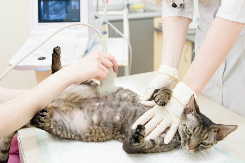 Tehotenstvo u mačky sa zisťuje ultrazvukom