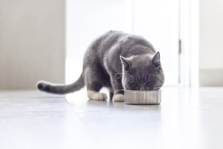 kvalitné krmivo pre mačky