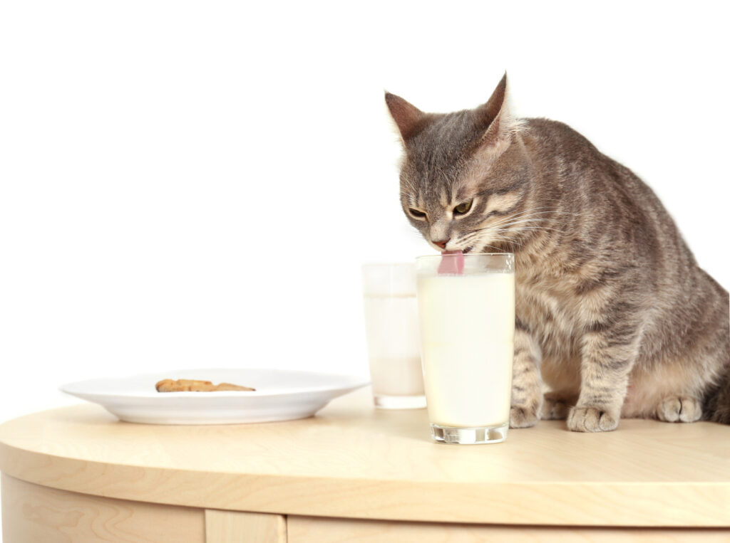 macka pije mlieko