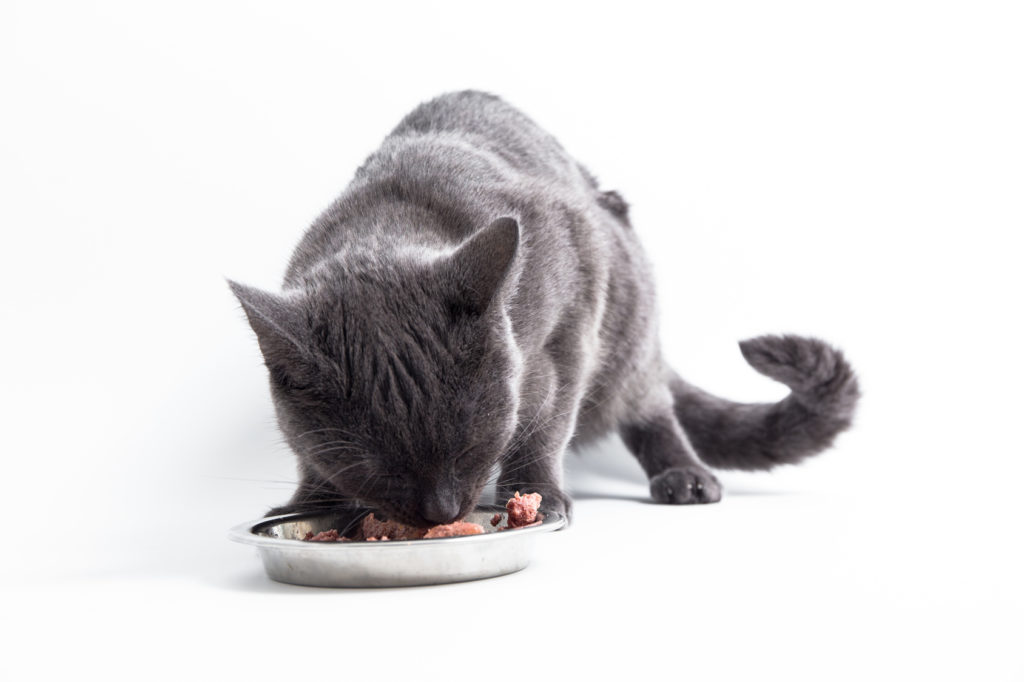 sivá mačka je vysokokvalitné krmivo