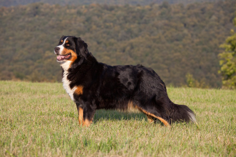 Bernský salašnícky pes stojí na lúke