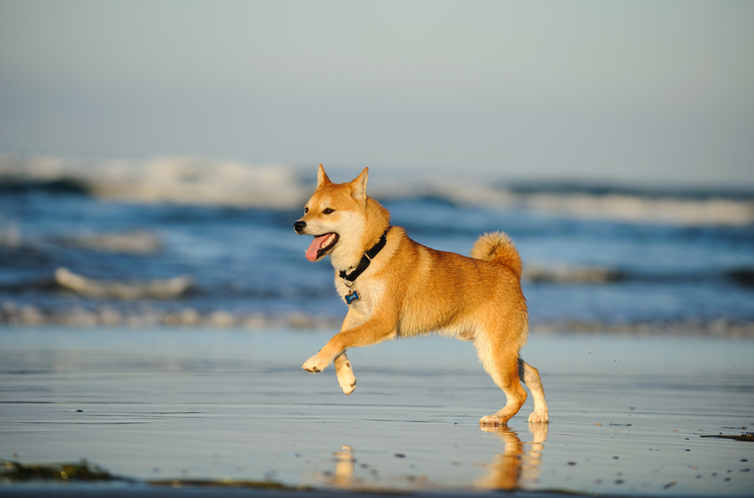 Shiba Inu na pláži