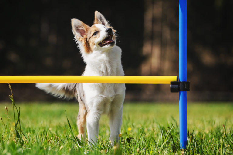 Malý pes alebo šteňa stojí pred prekážkou, cvičí s prekážkou