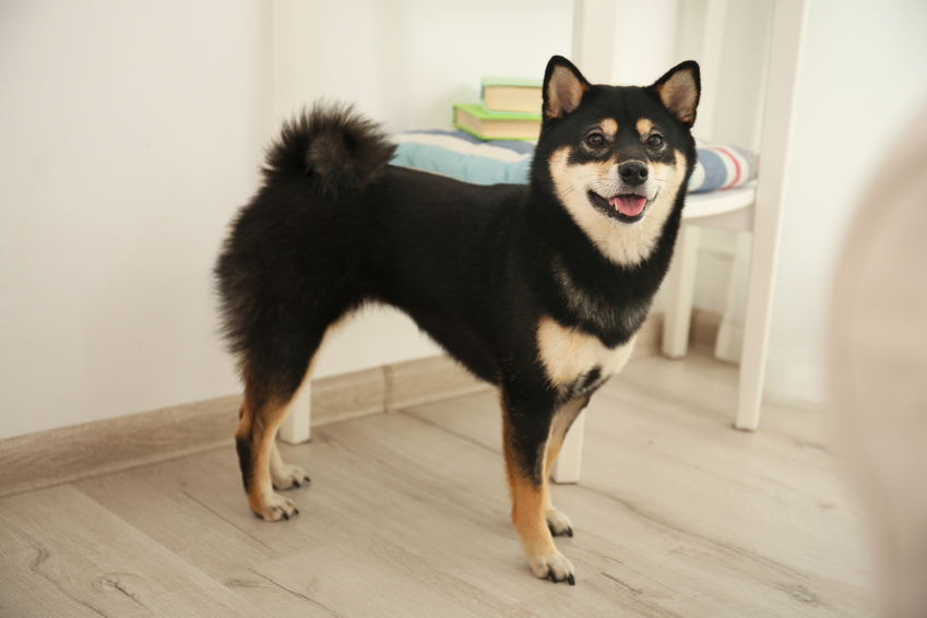 Čierny shiba inu čierny pes shiba inu