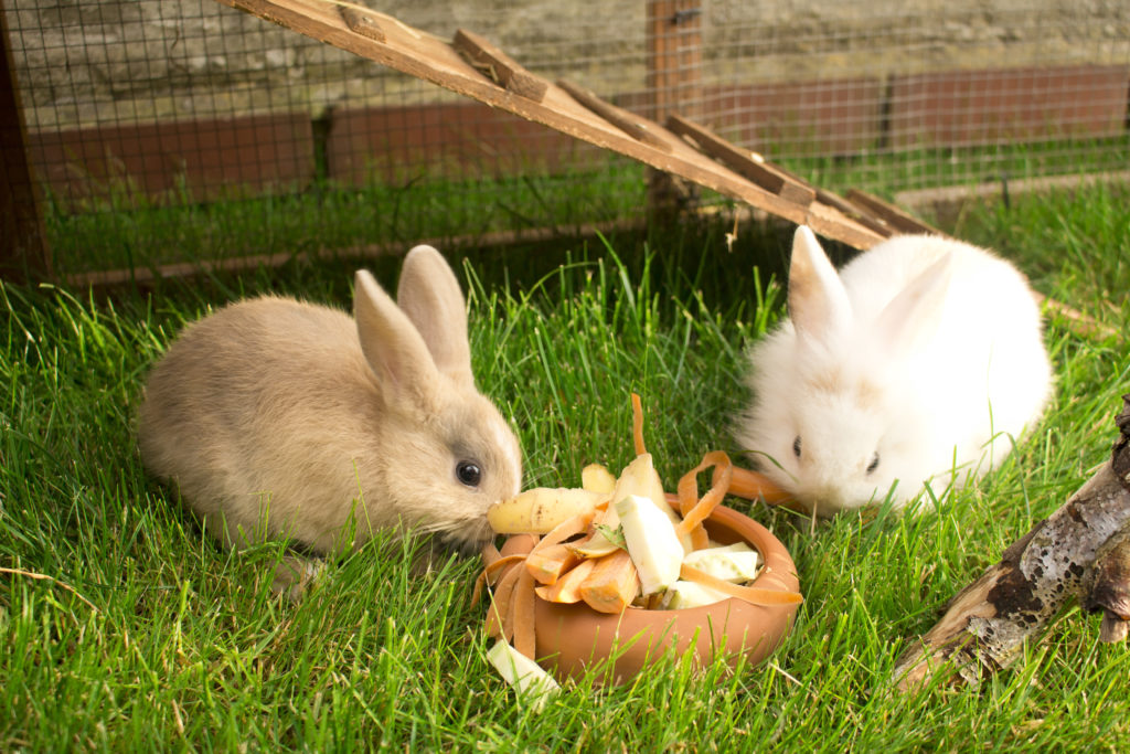 dva zakrslé králiky jedia vo výbehu