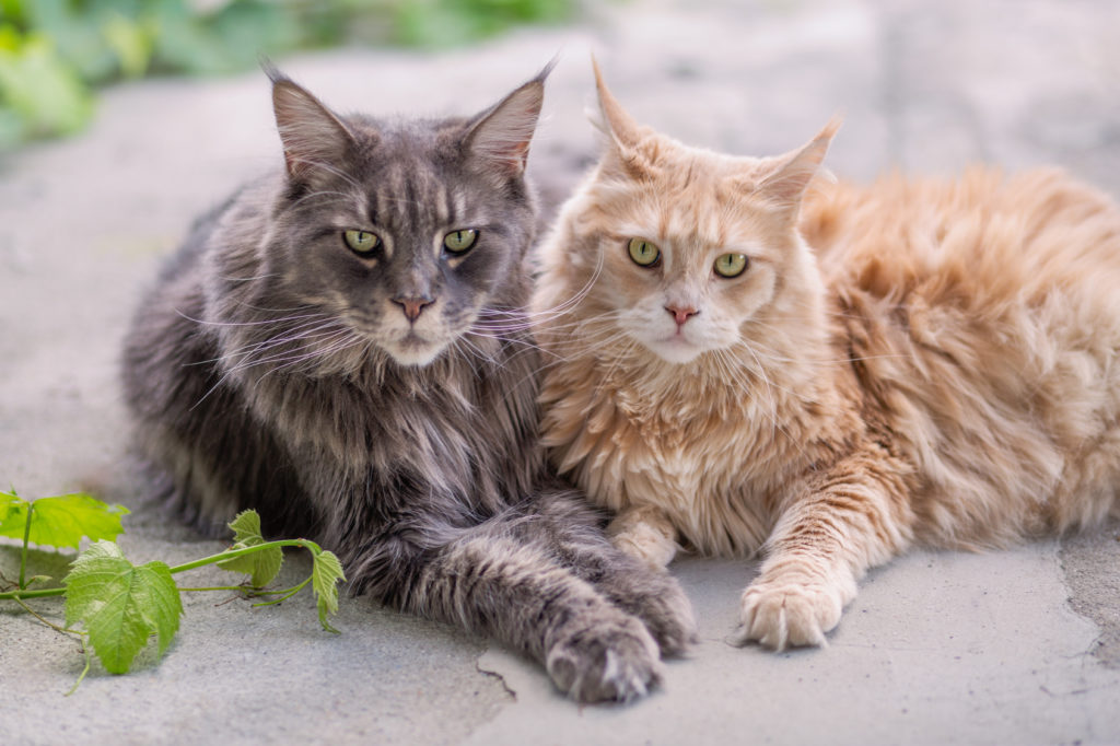 dve mačky maine coon