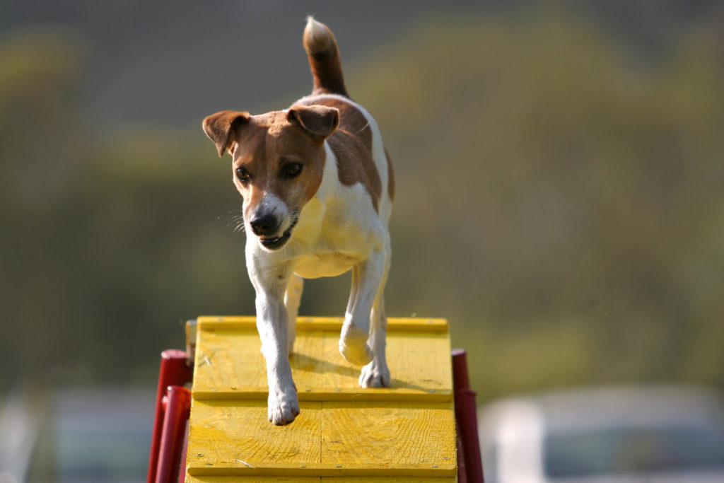 jack russel teriér beží na rampe