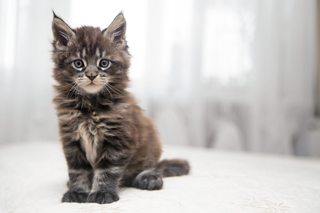 mačiatko maine coon