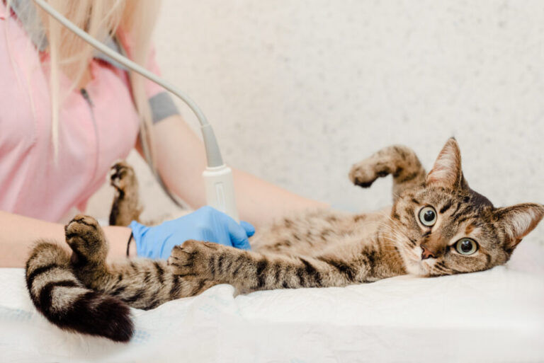 mačka u veterinára na ultrazvuku