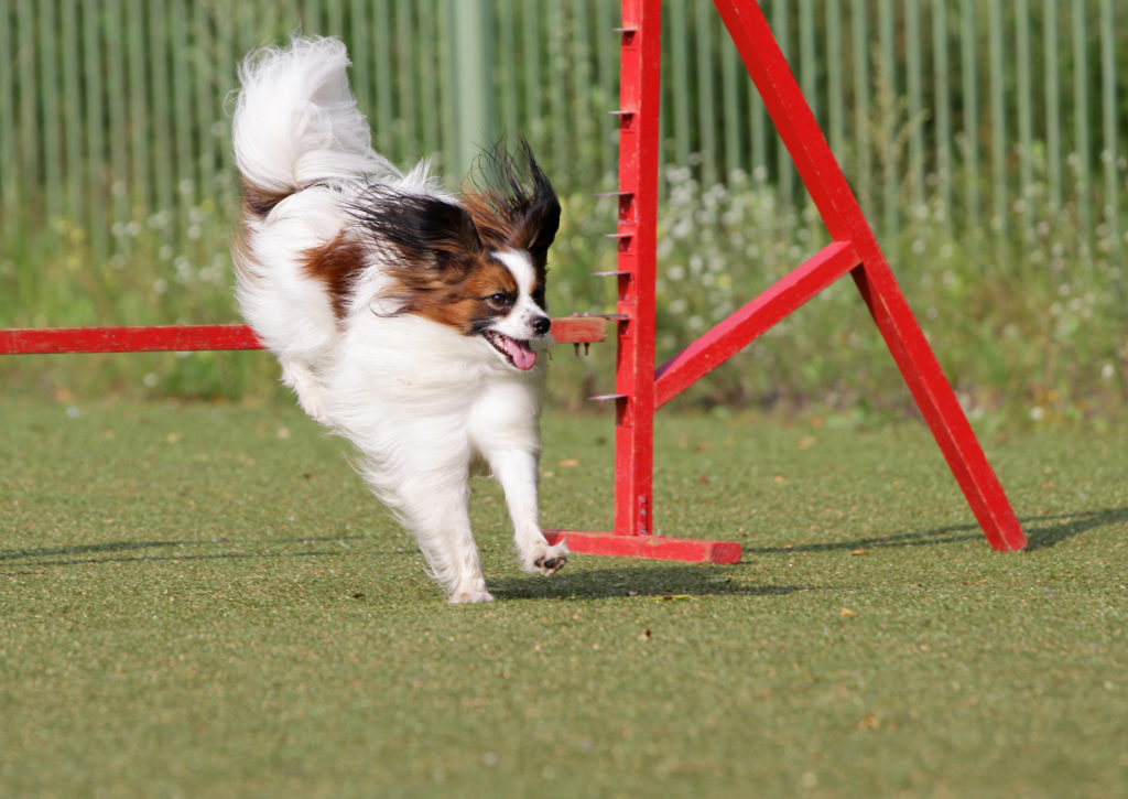 malý papillon pes trénuje agility
