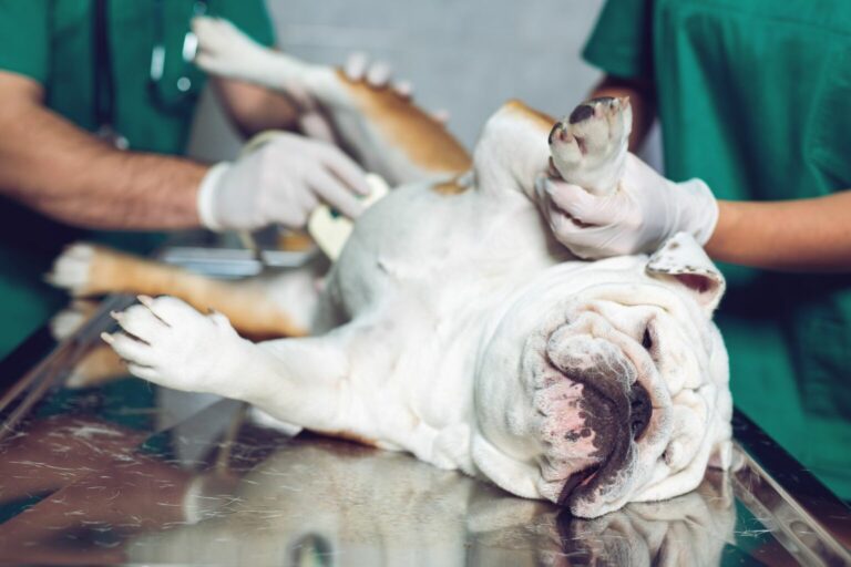 pes leží u veterinára