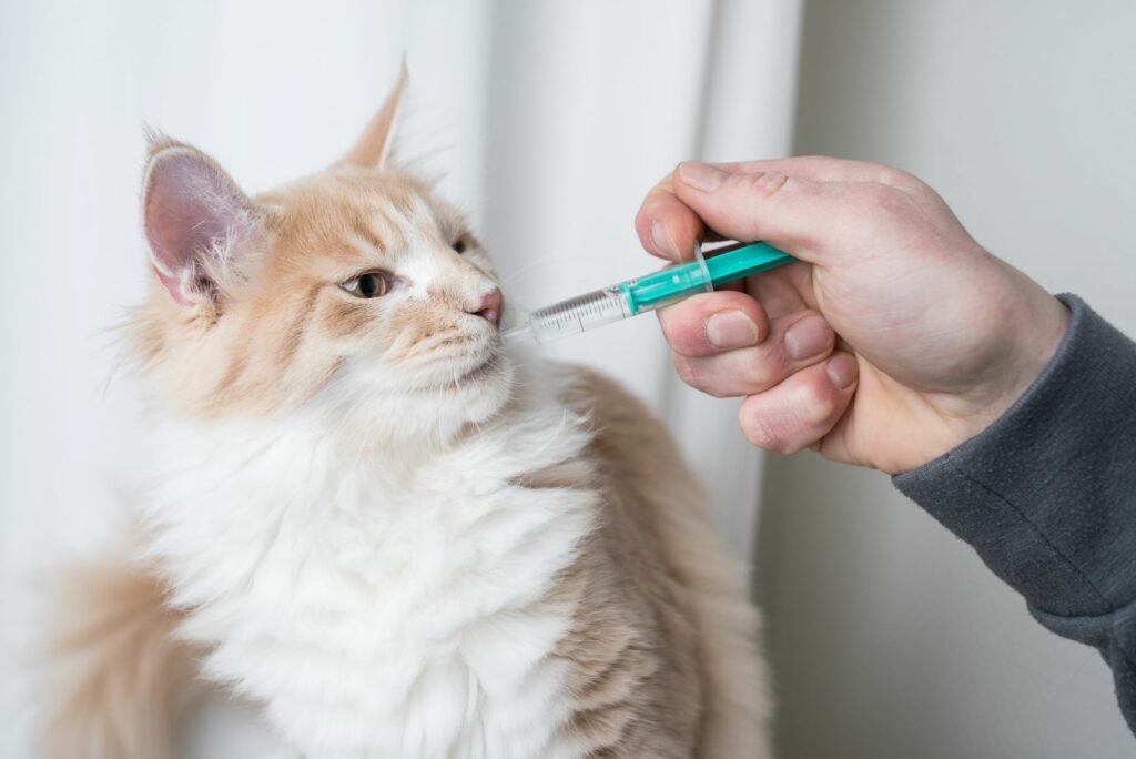 podávanie tabletky mačke pomocou injekčnej striekačky