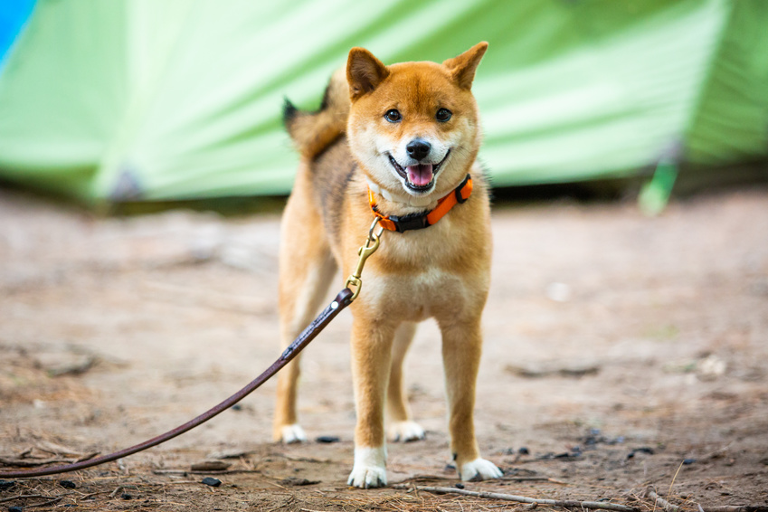 Veselý Shiba Inu na vodítku