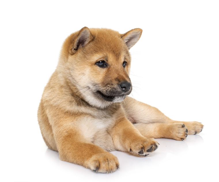 Šteniatko Shiba Inu