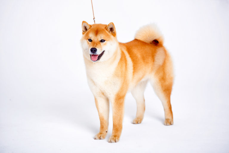 Shiba Inu shiba inu
