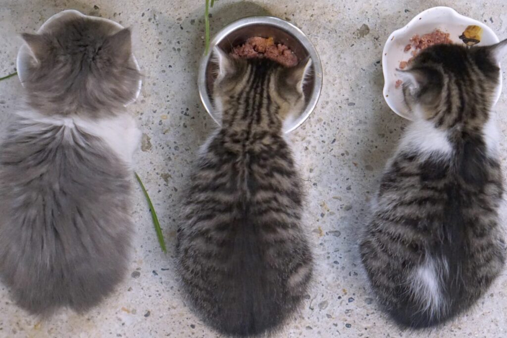 Mačiatka jedia krmivo
