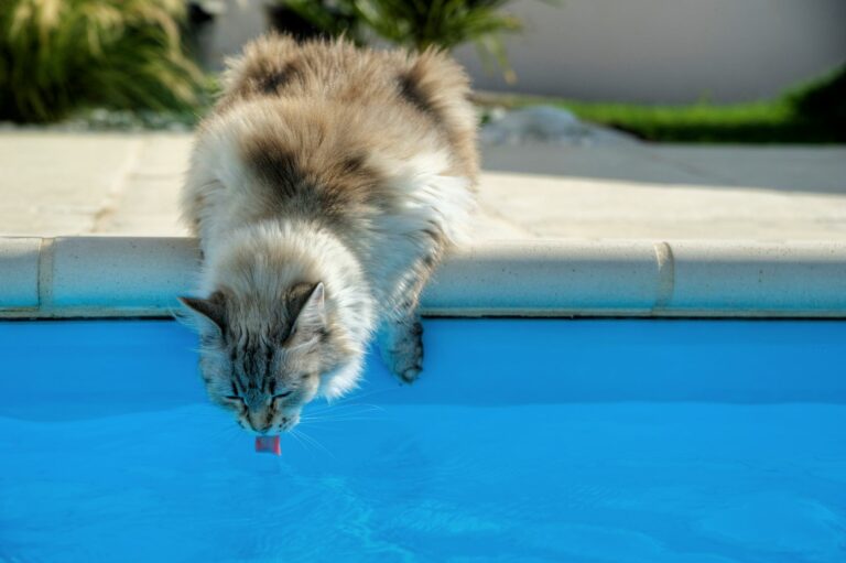 Mačka pije vodu z bazénu
